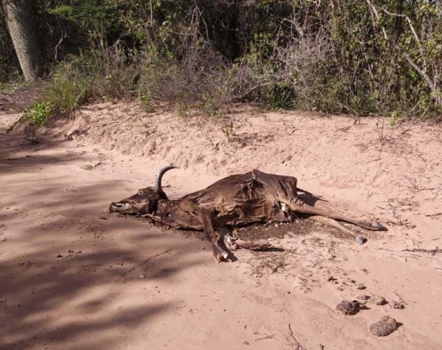 Más de 1.000 cabezas de ganado murieron en el país debido a la sequía en Bolivia