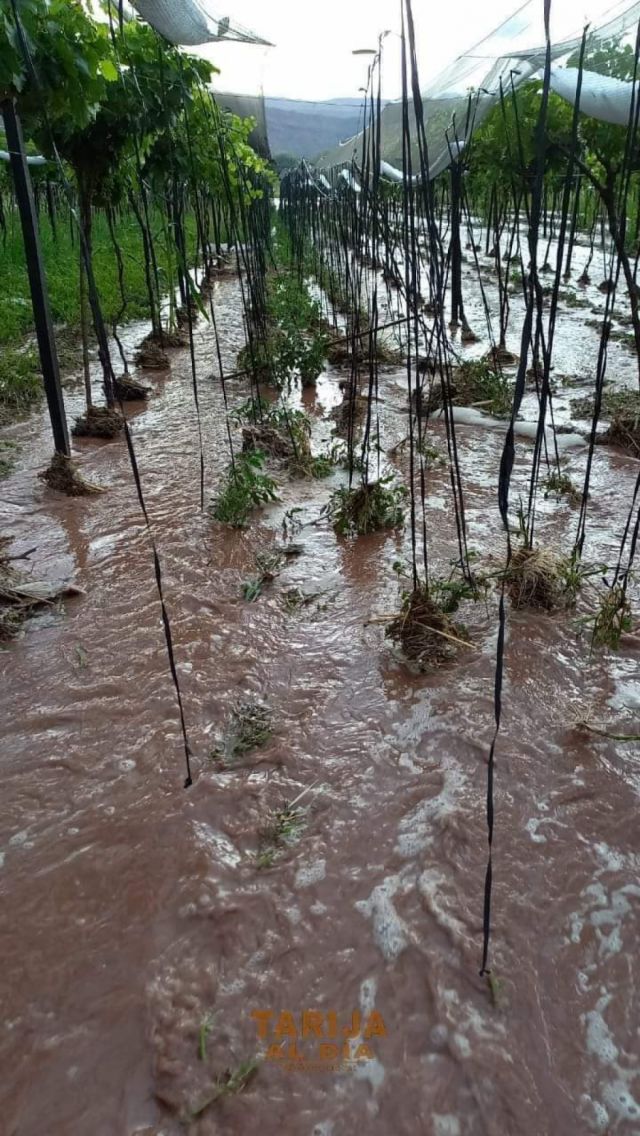 Granizada destroza cultivos agrícolas de El Puente