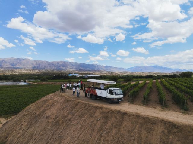 Un paseo por los viñedos