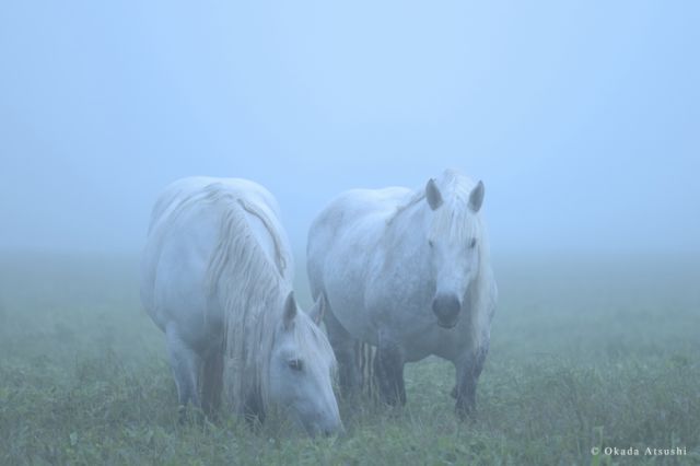Una pareja de imponentes equinos