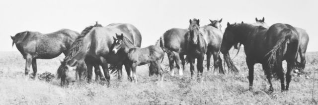 Los caballos de la isla Yururi
