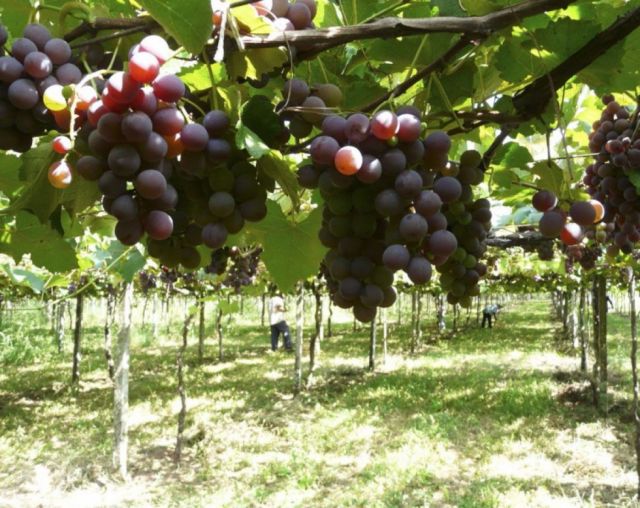 Cevita organiza la exportación de la uva tarijeña al Paraguay