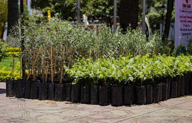 La Alcaldía distribuye 3.000 plantines de olivo y nogal  