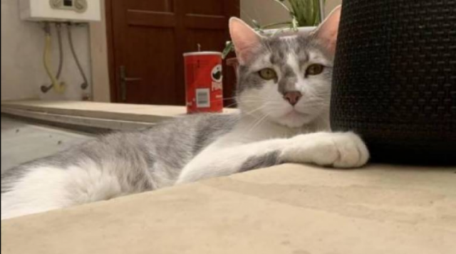 BoA ofrece una recompensa de $us 500 por el gato Tito