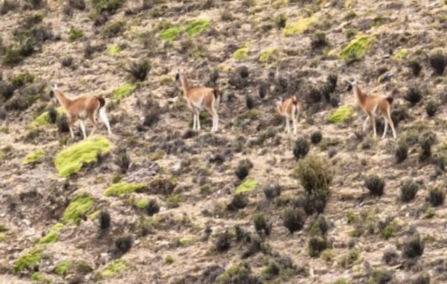 Celebran hallazgo de guanacos, especie en peligro de extinción en el sur del país