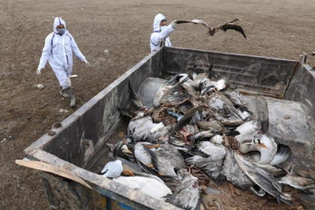 Más de mil aves muertas en Chile por virus H5N1