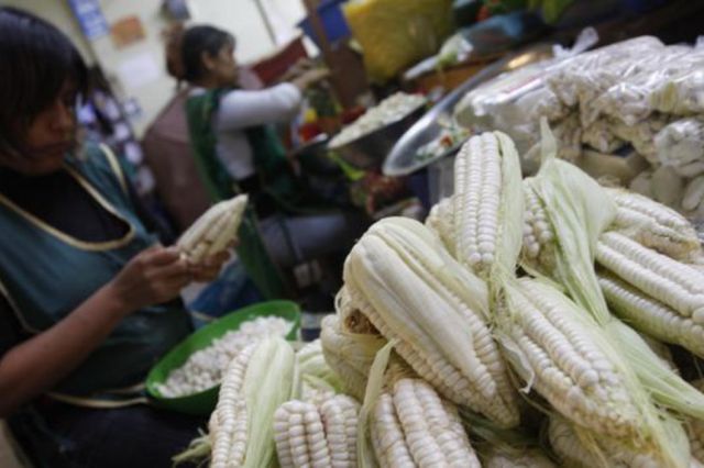 Villa Montes: Productores dan el choclo a Bs 18 la docena y los comerciantes lo venden a Bs 40