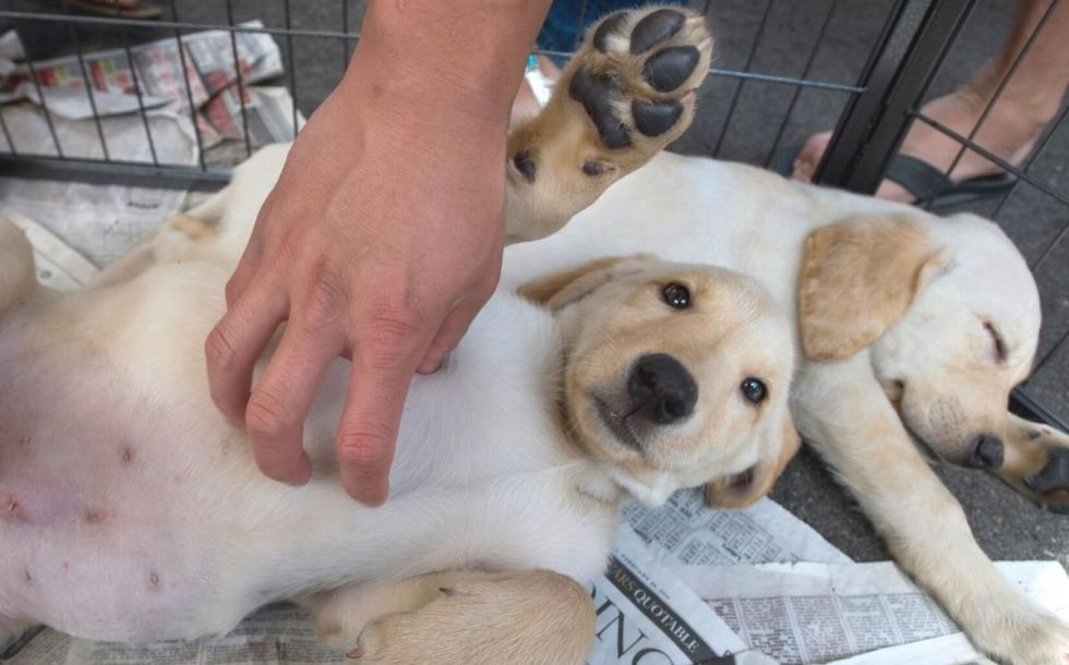 Zoonosis de la Alcaldía pone hoy en adopción a 33 canes 