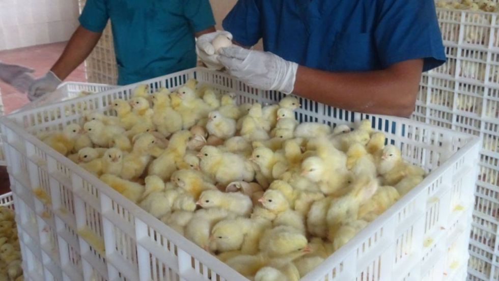 Avicultores: ‘No aguantamos más’