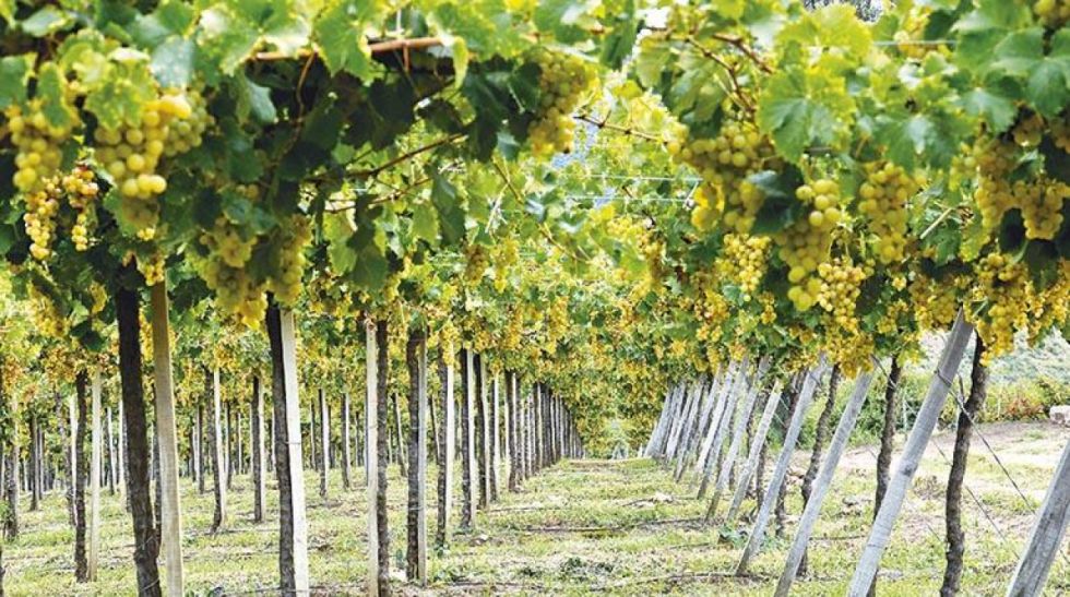 Repercusiones: Reconocimiento del Singani como bebida originaria de Bolivia genera expectativa en Tarija
