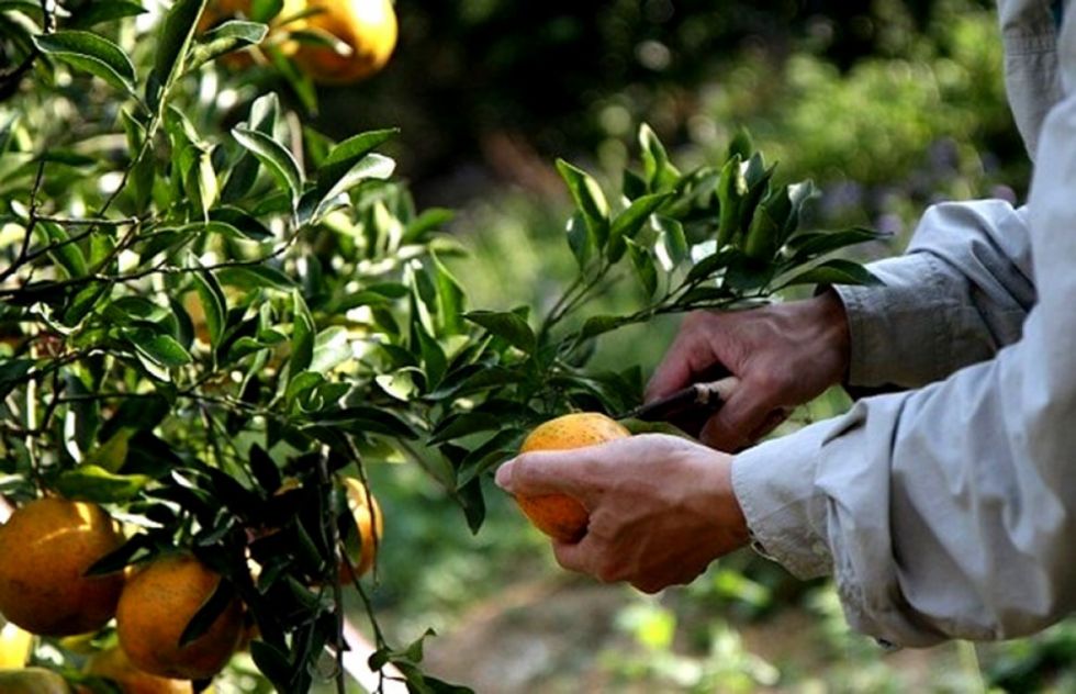 Censo citrícola definirá futuro de la Planta Procesadora de Bermejo