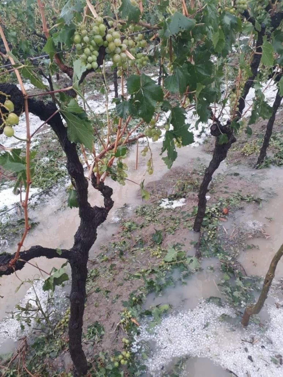 Granizadas ponen en riesgo la exportación de uva al Paraguay 