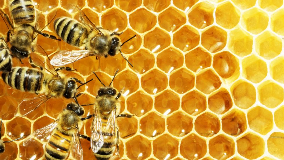 La UE impulsa 'líneas de zumbido' para salvar a los insectos polinizadores para 2030