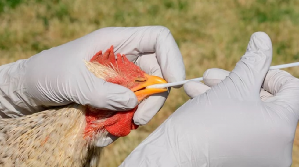 Detectan gripe aviar en una granja avícola en Sacaba