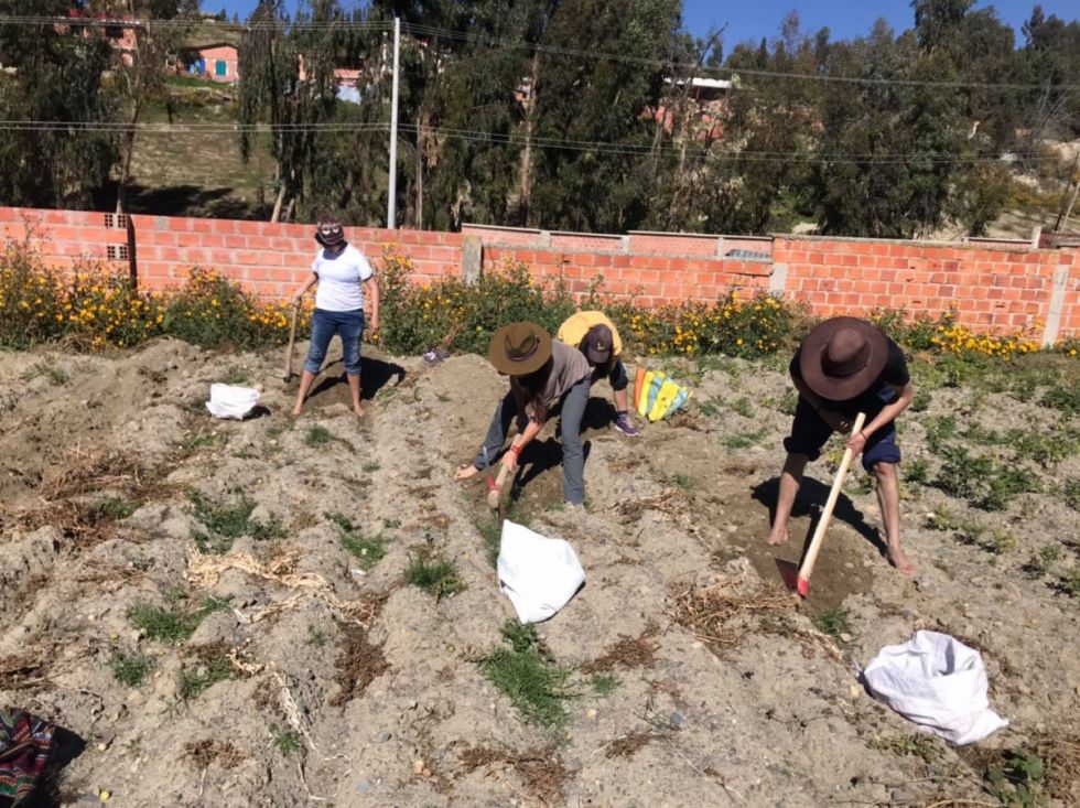 Preparando la tierra para la siembra en Achocalla 2022