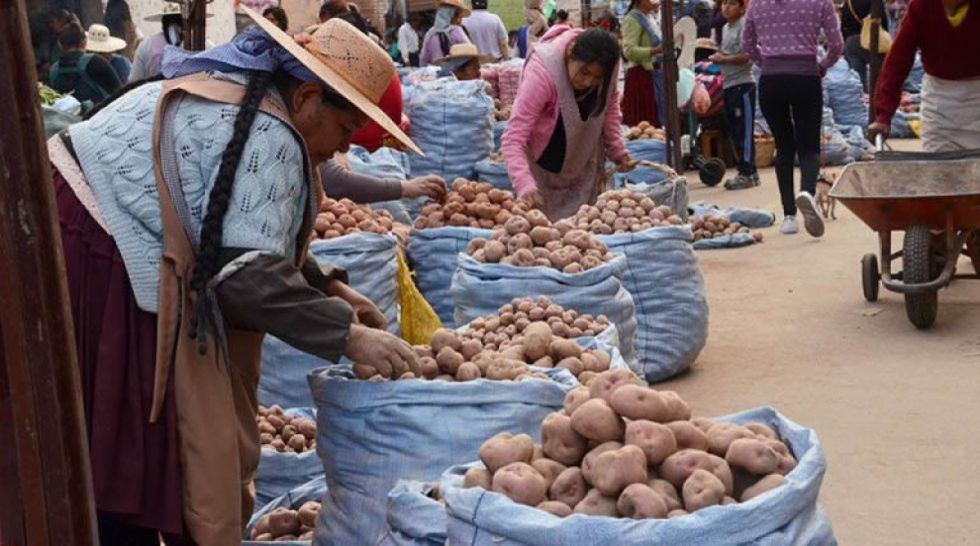 El precio de la papa se dispara hasta Bs. 500 en Yacuiba