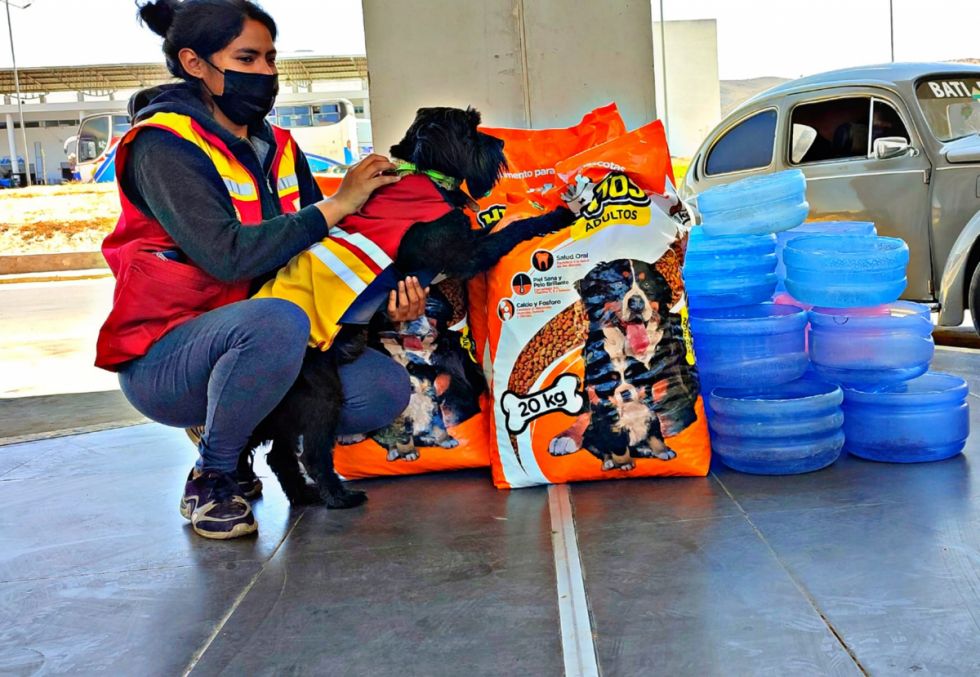 Terminal de Tarija alberga cerca de 40 perros callejeros