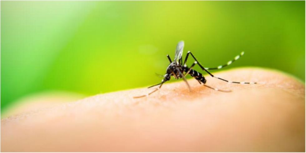 Suman 26 decesos por dengue y 8.347 casos acumulados en Bolivia