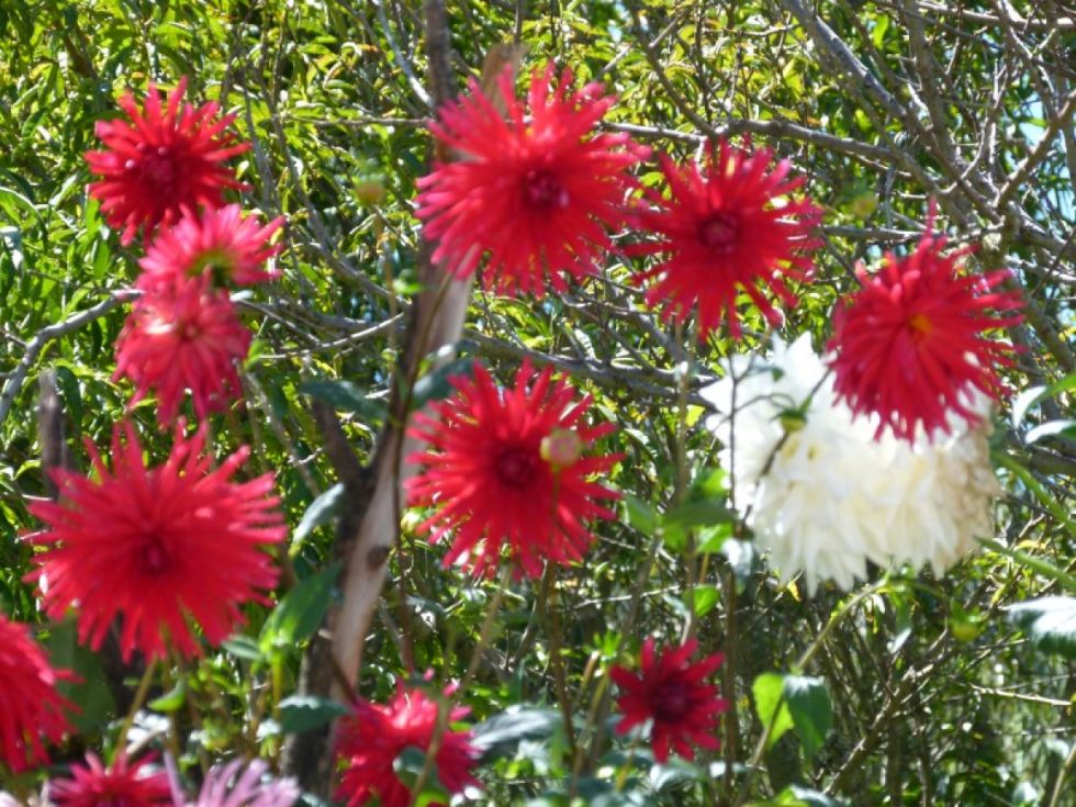 No faltan las flores