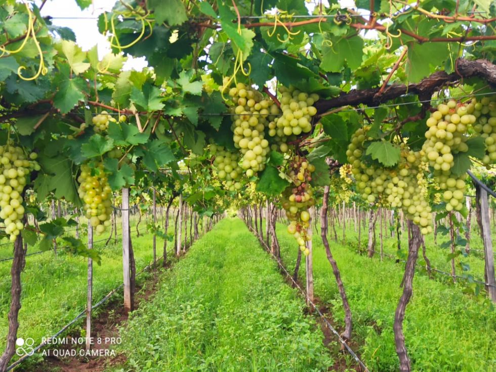 Vitícolas: La producción de uva no va a alcanzar ni al 50% de 2022