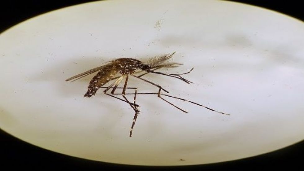 Médicos dicen que no hay plan contra el dengue