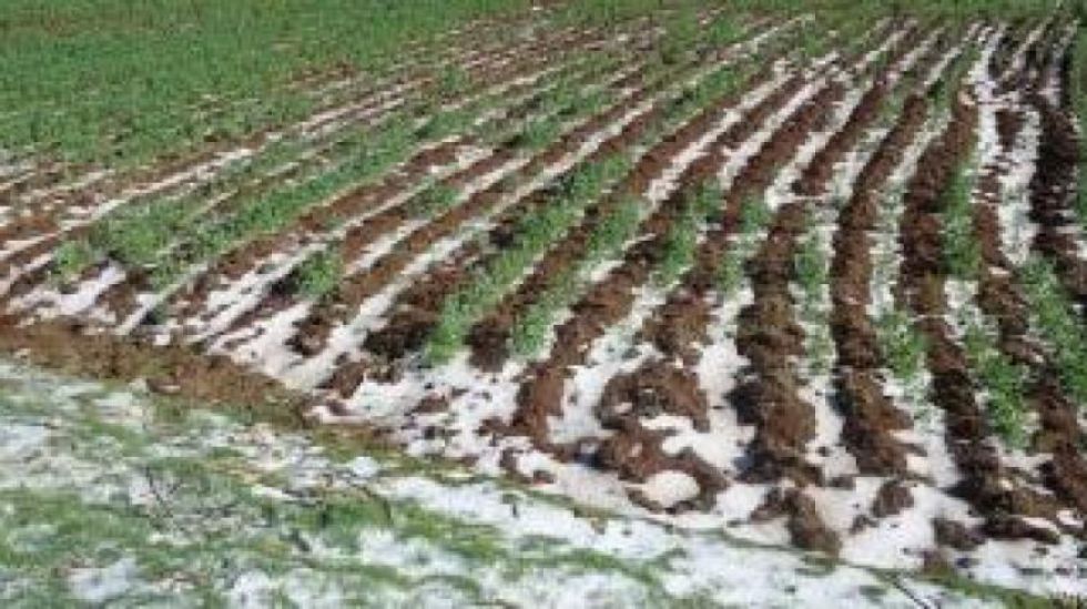 Granizada sorprende en la zona alta de Tarija, cultivos de papa, haba y arveja fueron afectados