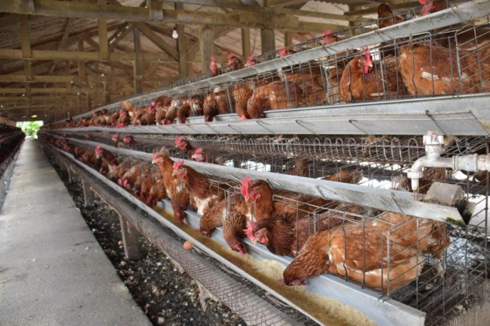 Gripe Aviar: Más de 218.000 aves murieron