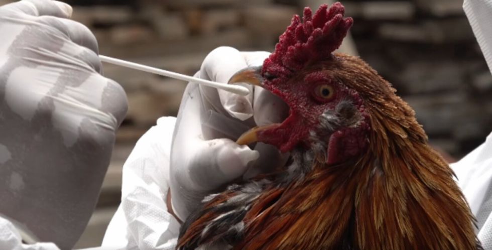 Plan para erradicar la gripe aviar fue revisado por la FAO