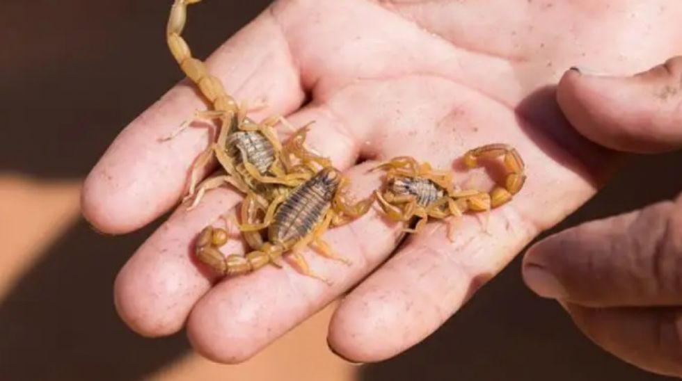 En Bolivia hay 30 especies de alacranes, unos 10 tienen picadura mortal, según biólogo