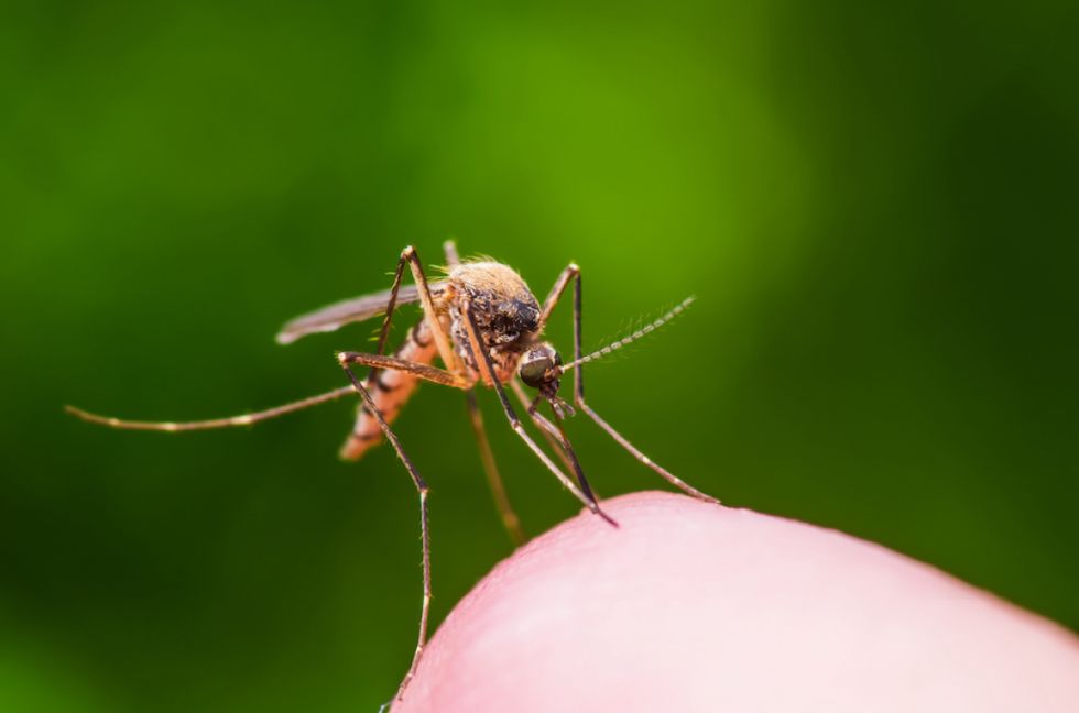 Bolivia reporta 11.668 casos acumulados de dengue