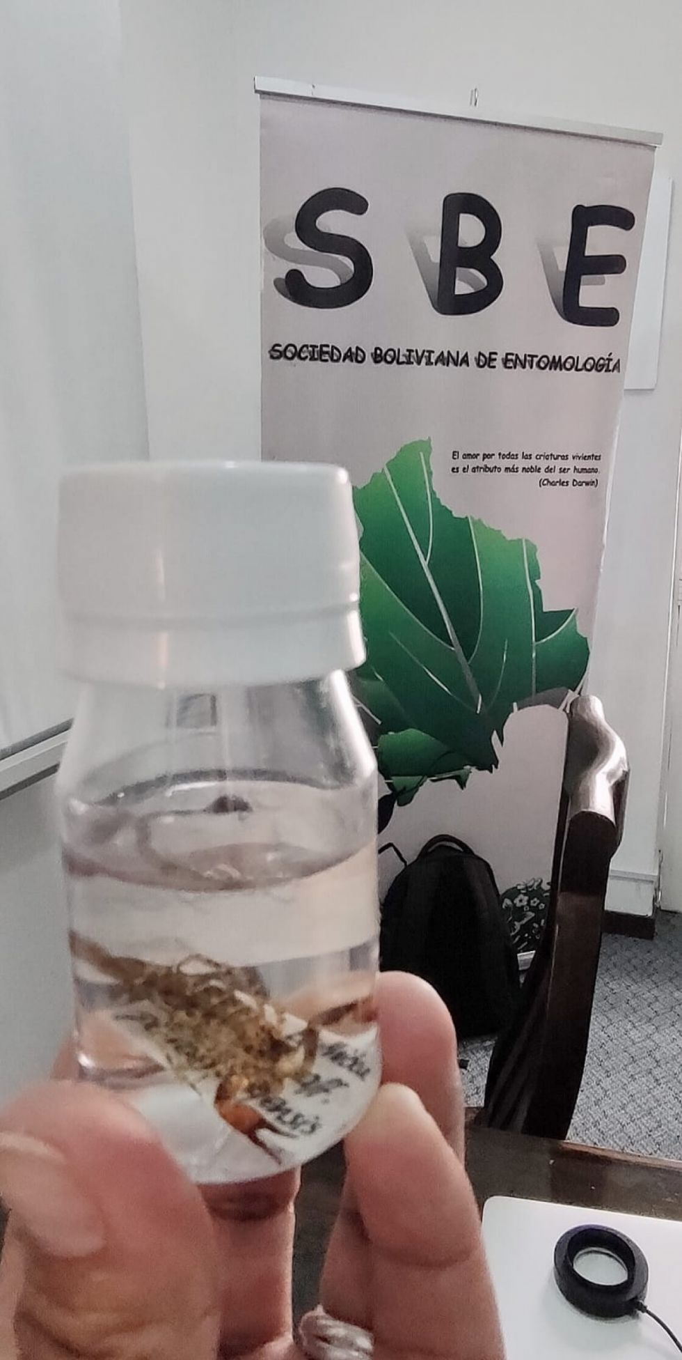 En Bolivia todavía no se reportaron especies de escorpiones de importancia médica