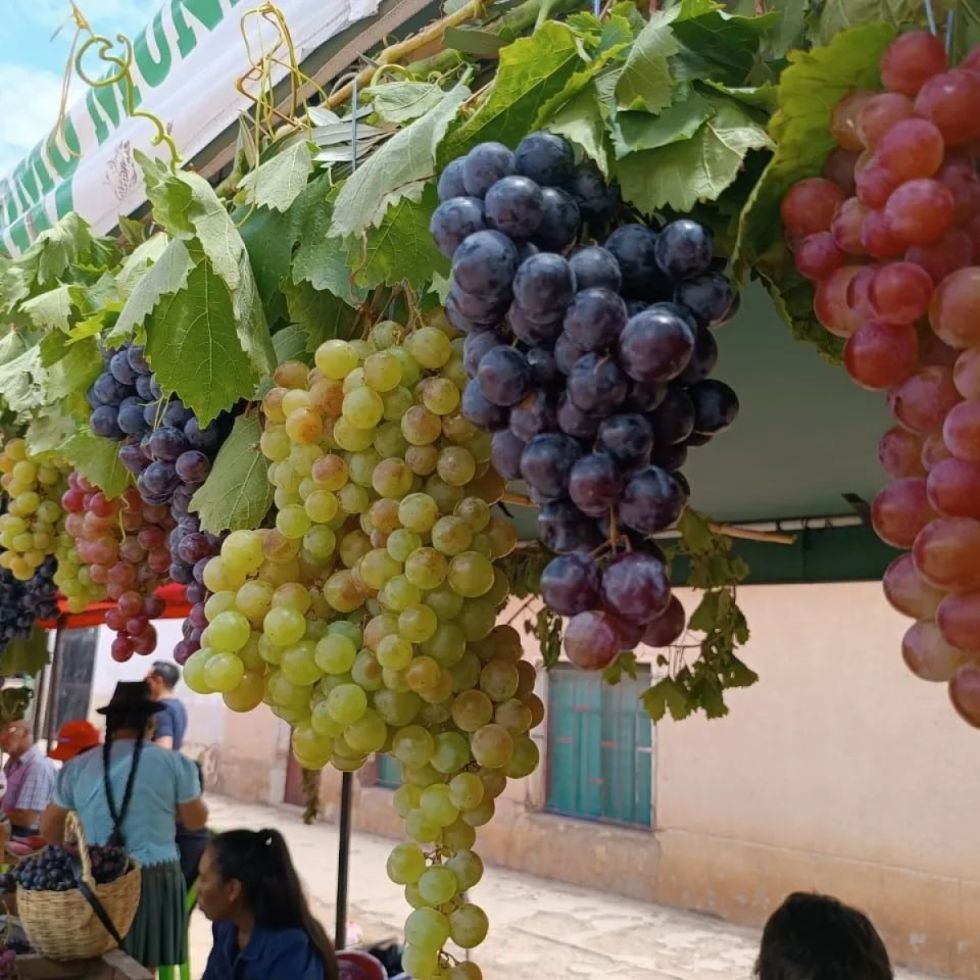 Por heladas, Tarija no exportará uva al Paraguay