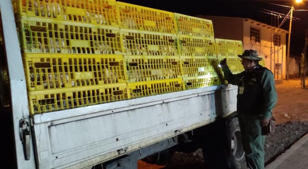 Tarija: Preocupación por la gripe aviar en Potosí