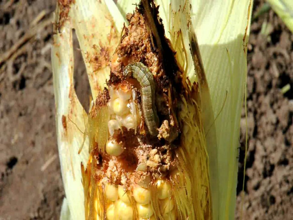 La sequía y los gusanos ponen en apuros a los productores de maíz de Yacuiba 