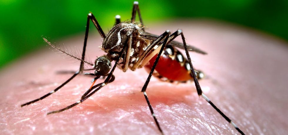 Tarija, segundo departamento con mayor número de casos de dengue