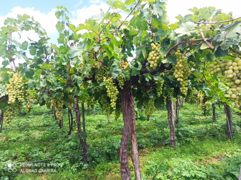 Una bodega pública, el deseo de los pequeños viticultores 