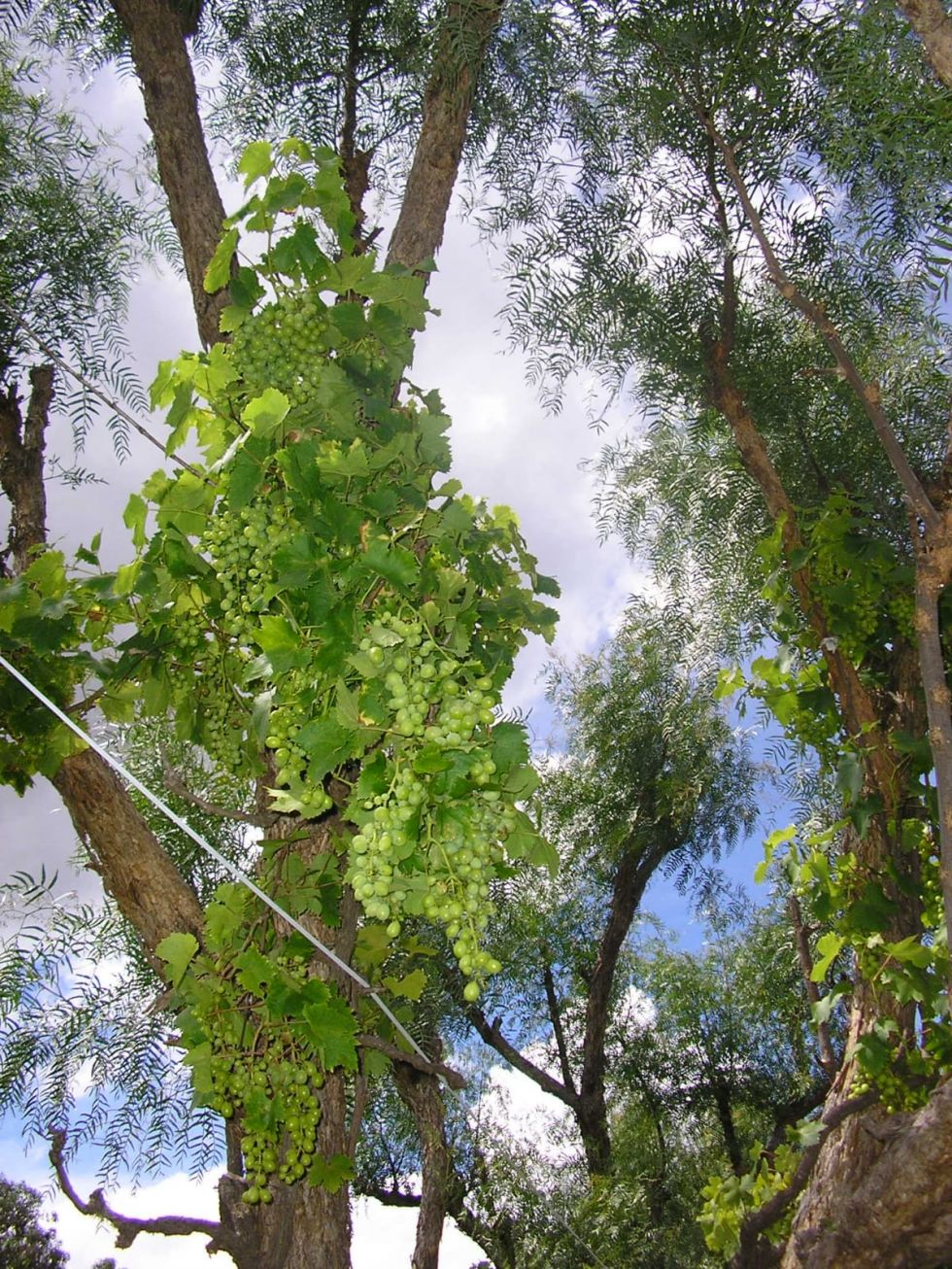 Singani “La Tradición”: las uvas de Yesera que cautivan