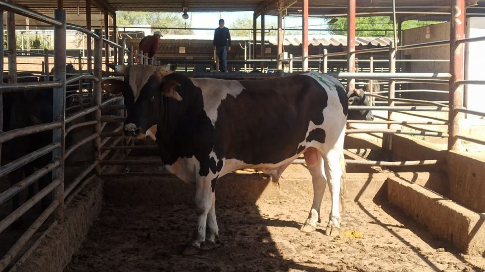 Ganaderos cortarán suministro de reses al matadero de Tarija
