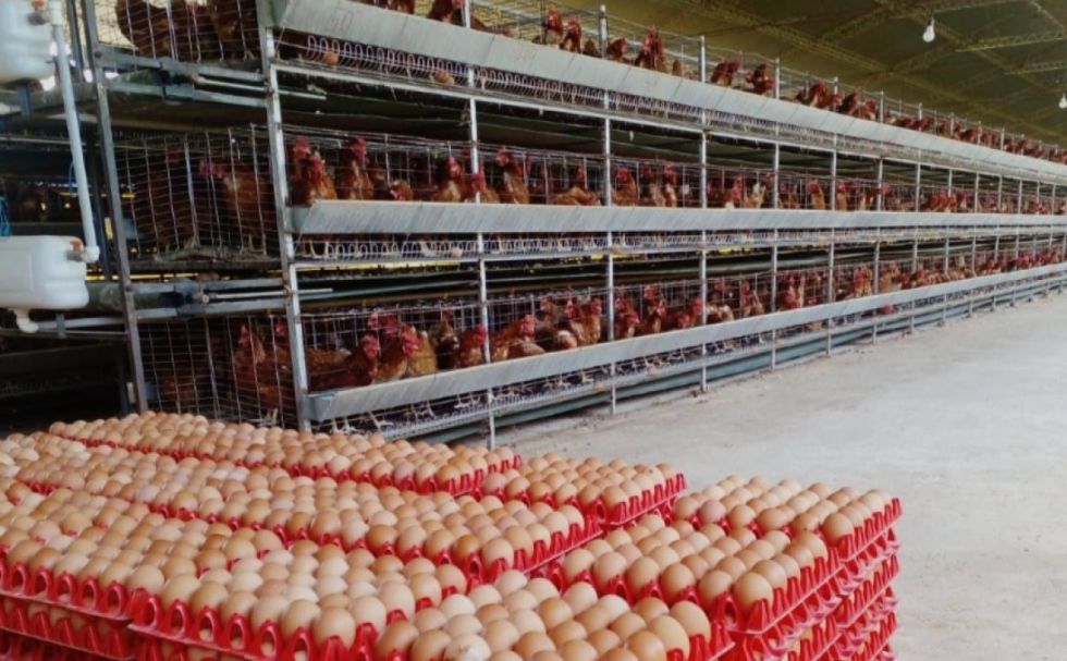 Defensa del Consumidor denuncia que intermediarios incrementaron hasta en 40% el precio del huevo