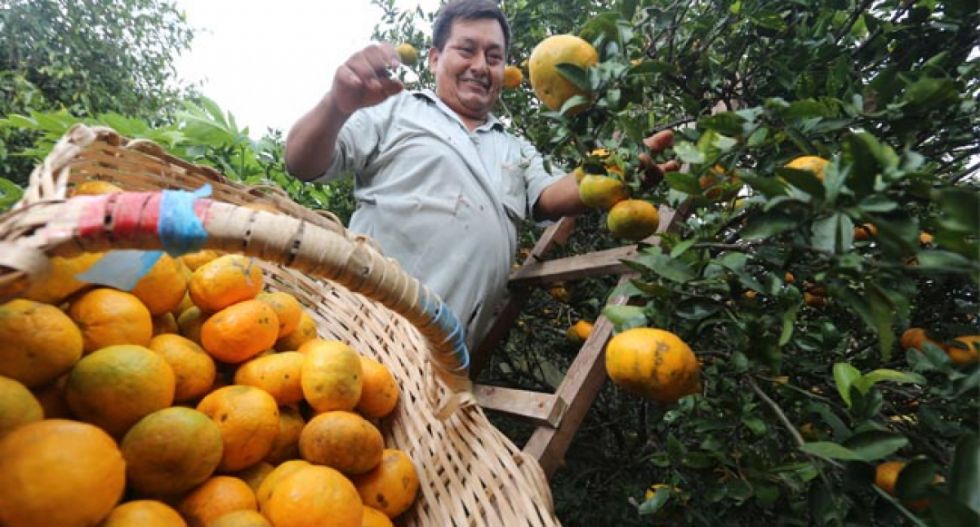 La producción de cítricos impulsa a la provincia Arce