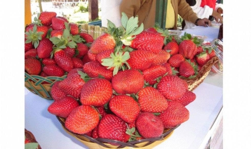 Miel y frutilla apuntalan la economía de mil familias de Cercado