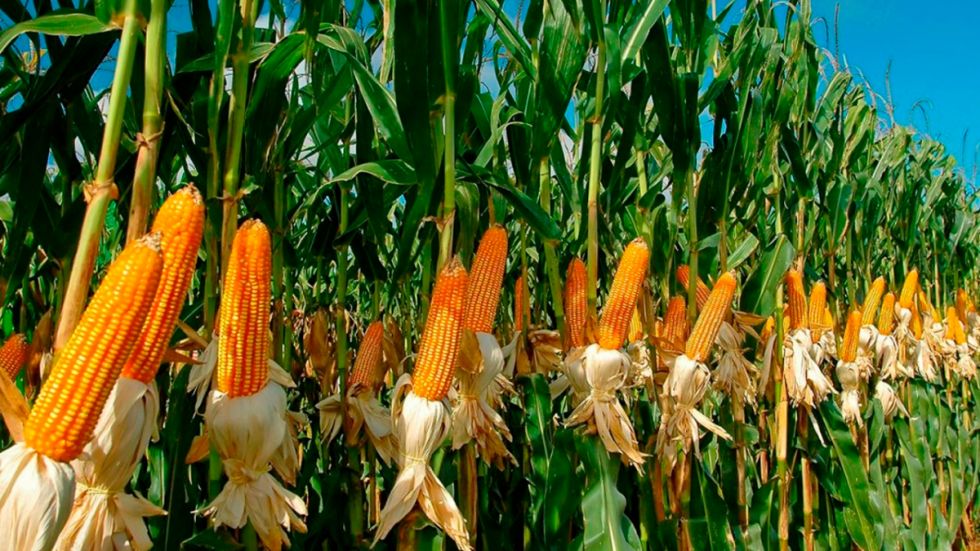 O'Connor sale adelante con la producción de papa y maíz   