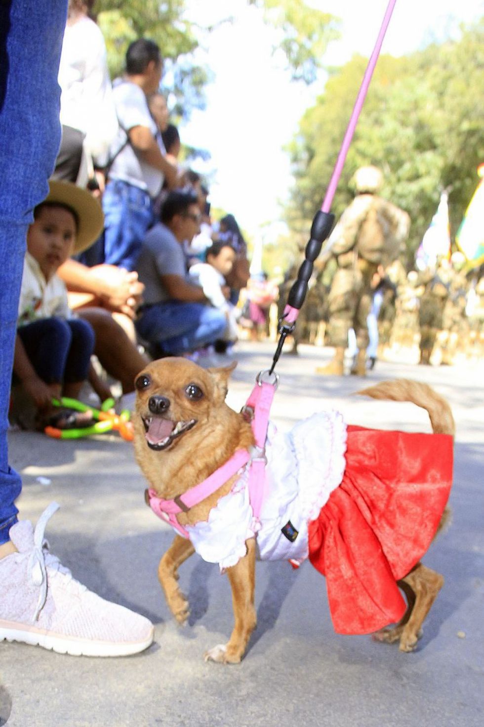D.- Los perritos también mostraron su civismo