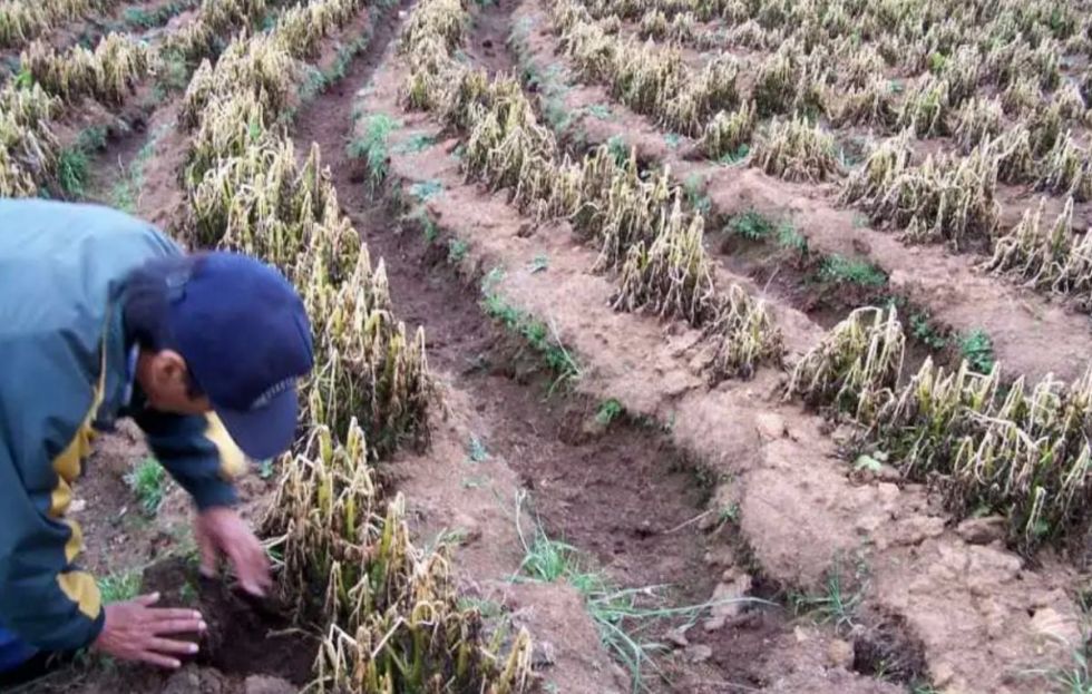Tarija: El periodo de estiaje  ya inquieta a los agricultores