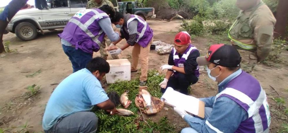 Codefauna constata la presencia de sábalo en el río Pilcomayo