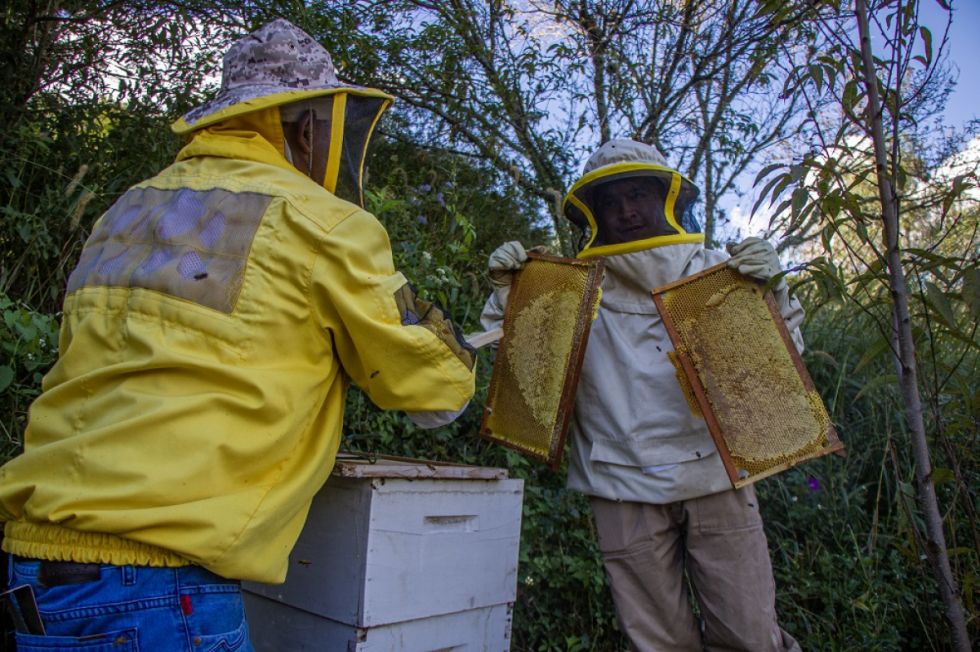 Alcaldía busca posicionar en el país la miel tarijeña 