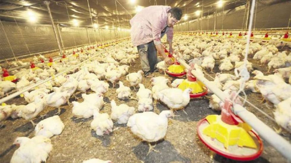 Cerca de 591.000 pollos fueron sacrificados y murieron por gripe aviar; aseguran que se controló la situación