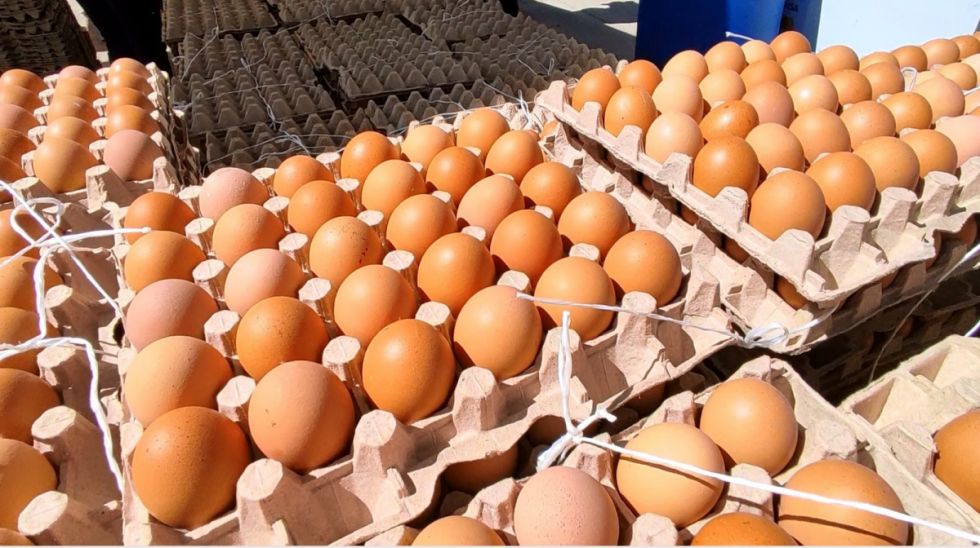 El precio del huevo aflige a las familias, intensifican controles