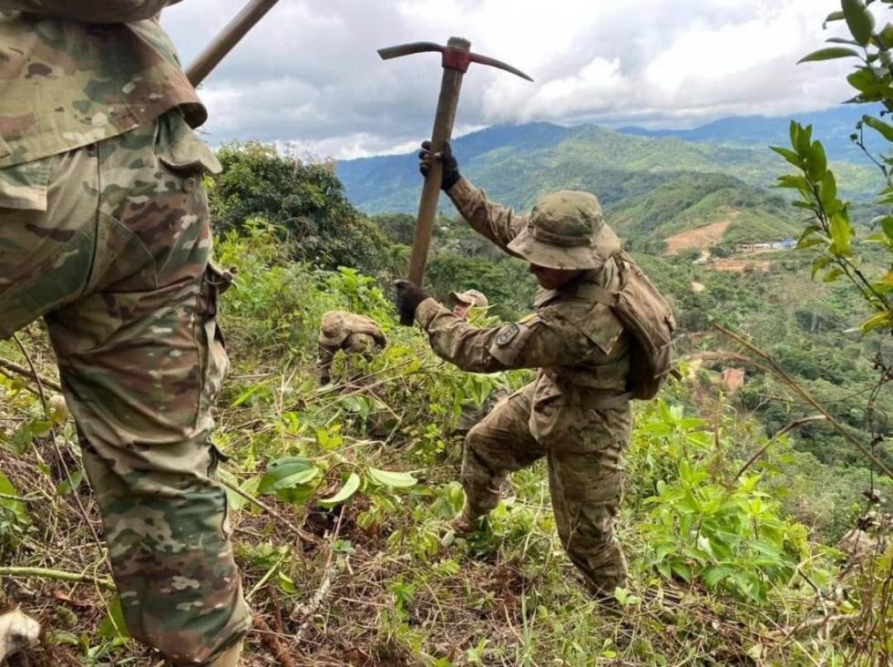 Erradican 2.928 ha de hoja de coca excedentaria