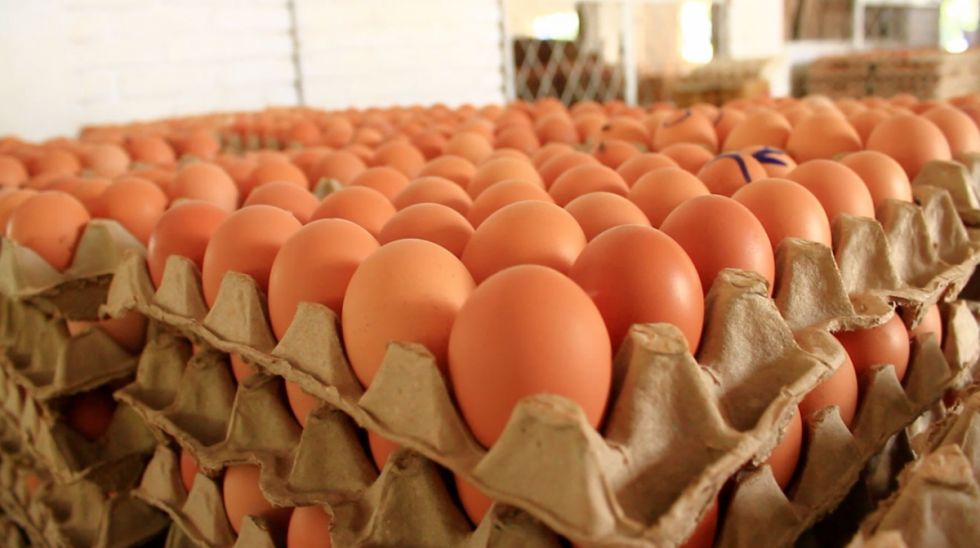 Apuntan a intermediarios por la suba del precio del huevo